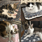 🐾 Gorąca oferta 🐱Nowość 2025: Ultra miękki kocyk dla kota