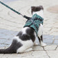 🐱Gorąca wyprzedaż 49% OFF🔥Pet Leash Anti-break Away Uprząż z paskiem na klatkę piersiową